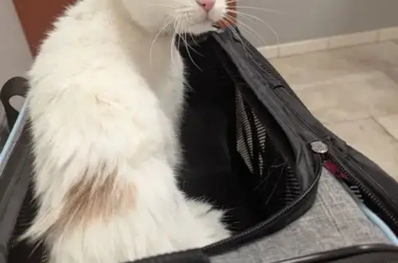 Elderly Blind Cat Missing in Columbus