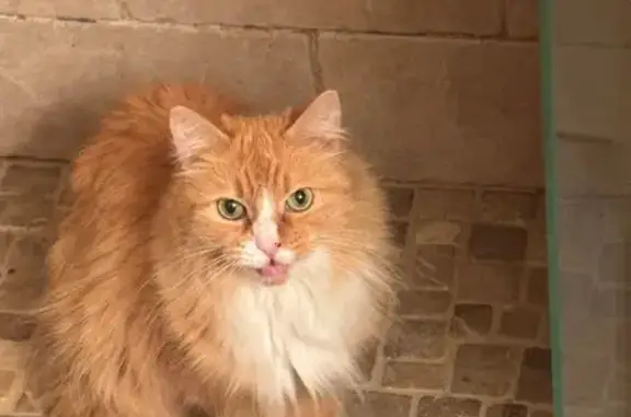 Lost: Friendly Orange & White Cat, Pembroke