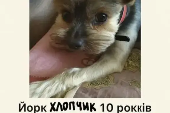 Зникла чорна собака в Києві: допоможіть!