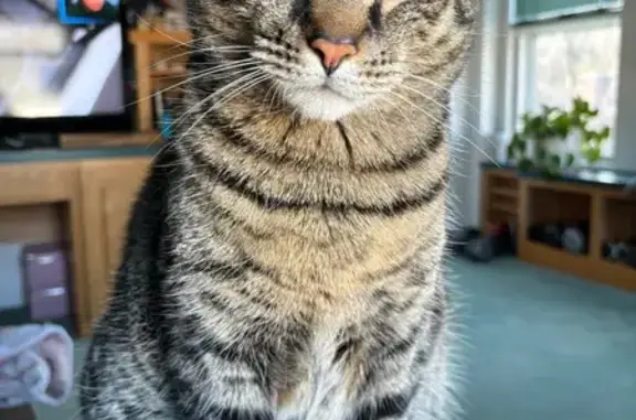 Lost Neutered Tabby Cat on Hill Rd