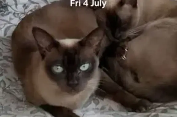 Missing Burmese Cat on Arnold Ave 111