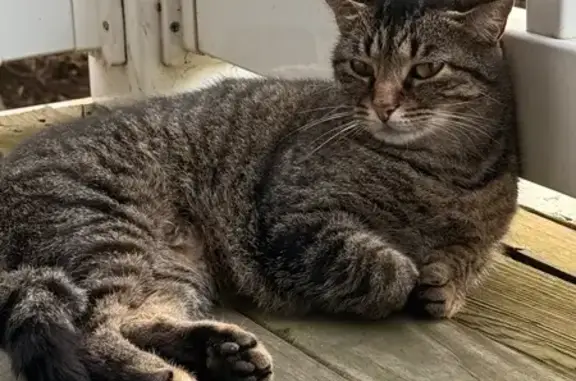 Found cat Nashville, photo: Affectionate Tabby Found at Players Club