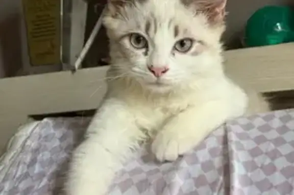Missing: Sweet 4-Month-Old Cat Sanji