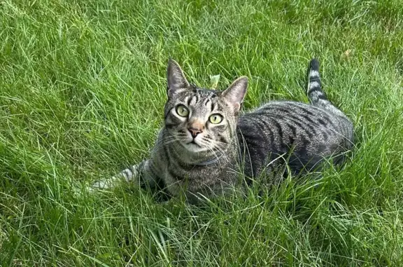Lost 3-Legged Tabby in North Kingstown