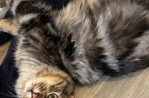 Lost Brown Tabby Cat in Tooele Area