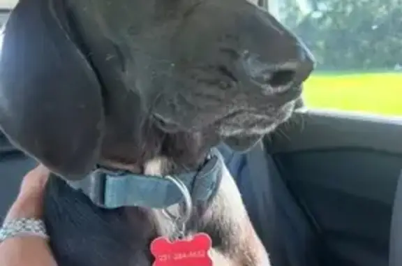 Lost Black Lab Mix - Foley Area Help!