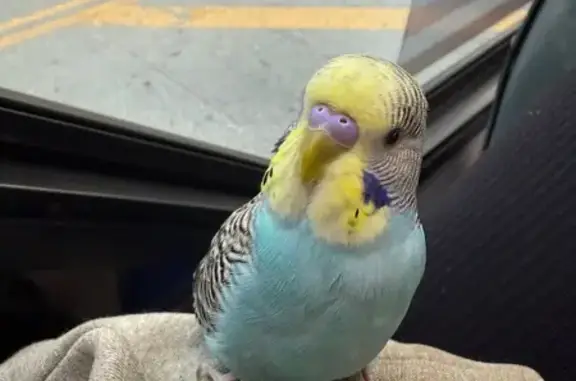 Lost and found pets , photo: Lost Bird Alert: Dover Street, #220