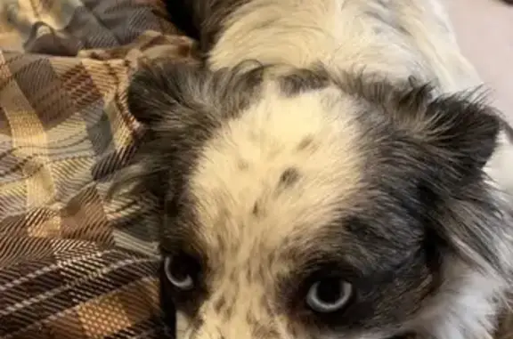 Lost Mini Aussie: Sweet, Timid in Bourbon