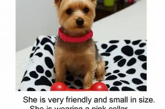 Lost Yorkie: Sweet Bindi in Aylett