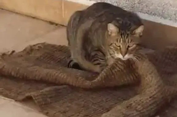 ¡Gato Atigrado Perdido en Les Botigues!