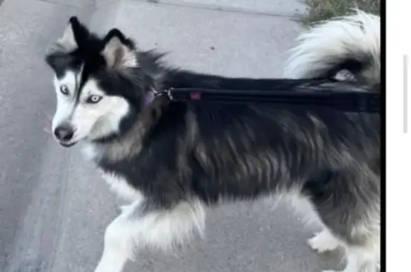 Found dog Thornton, photo: Friendly Black & White Dog Found in Thornton