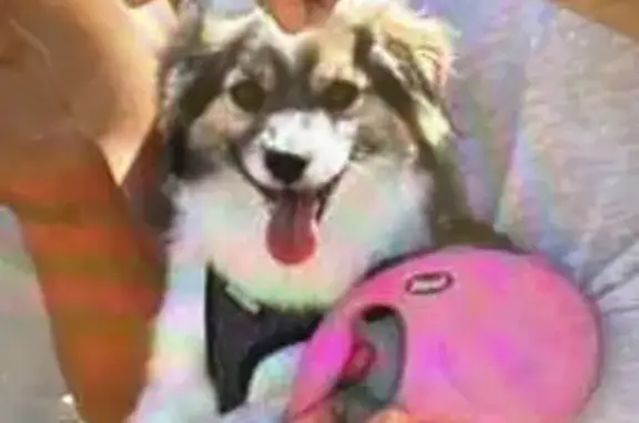 Lost Mini Husky: Black & White, Sparta