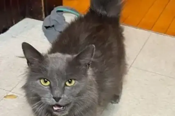 Lost Grey Cat on Sullivan Street