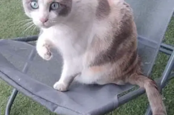 Suki, chat perdue à Strasbourg - photo