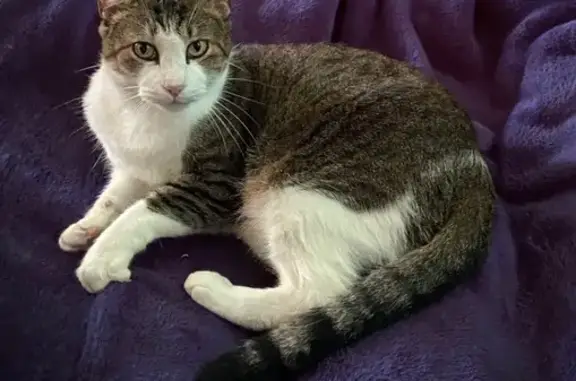 Lost and found pets Grand Prairie, photo: Missing Petite Cat 'Socks' in Grand Prairie