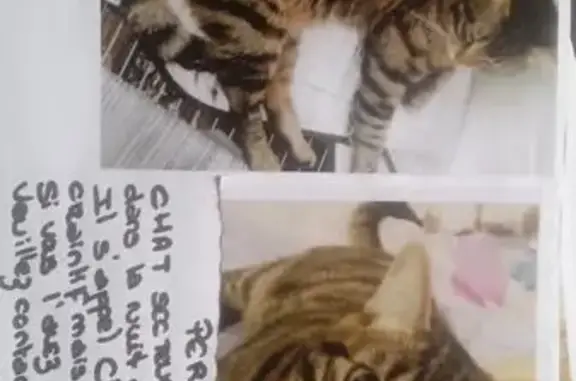 Chat perdu : Chacha, 1 an, secteur Fontaine - photo