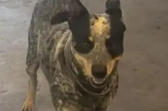 Help Find Milo: Lost Queenslan...