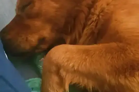 Lost Dog: Jumped Fence in Inde...