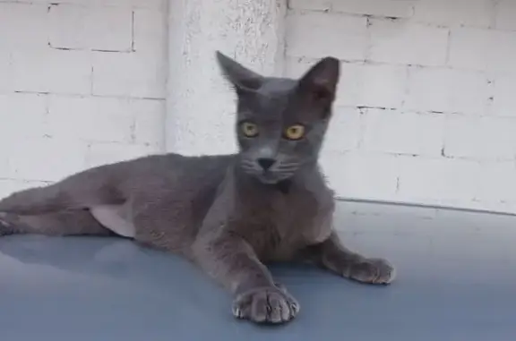 Gata Gris Perdida en Cancún: O...