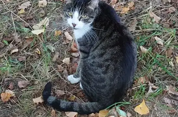 Animaux trouvés Nogent-sur-Vernisson, photo: Chat tigré gris/noir trouvé à Nogent-sur-Vernisson