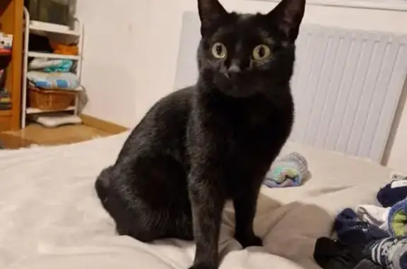 Chatte noire timide perdue à Heillecourt - photo