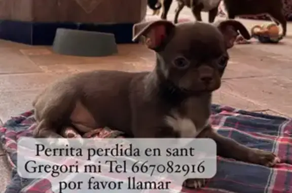Chihuahua Perdida en Sant Gregori: ¡Ayuda!