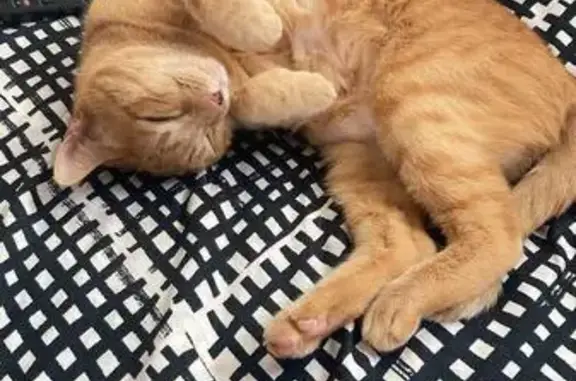 Gata Perdida en València: Ayuda Urgente