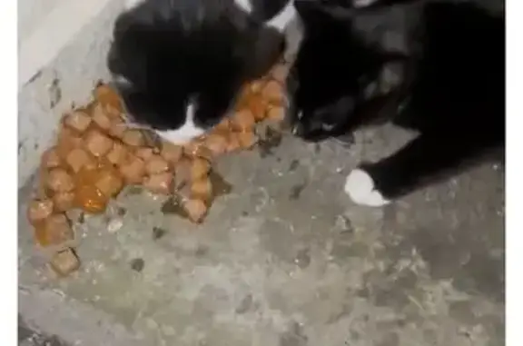 Chat trouvé , photo: Chats errants au Rond-Point, Le Havre