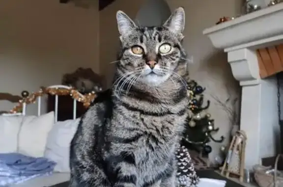Chat perdu sur l'A7 près de Lançon-Provence - photo