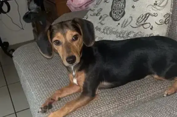Lost Dog: Black/Brown, White C...