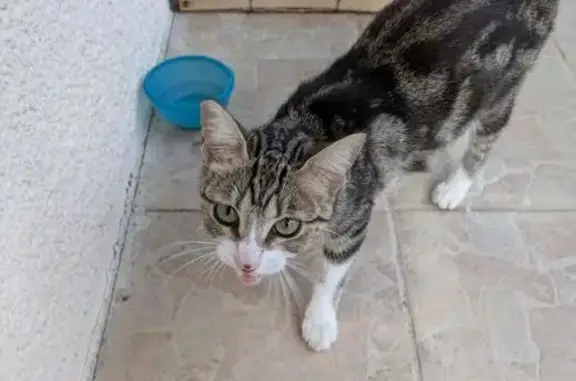 Animaux trouvés Castelginest, photo: Chatte câline trouvée Rue des Églantines
