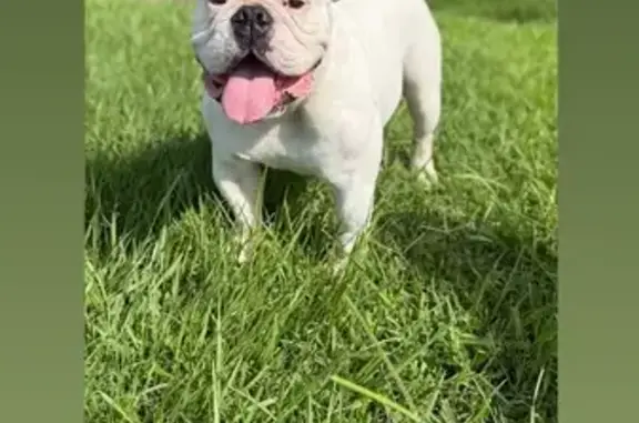 Lost English Bulldog: Brown &...