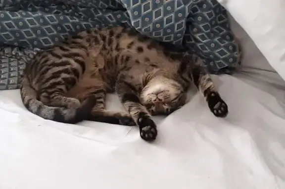 Animaux perdus Le Raincy, photo: Chat tigré perdu, Allée de Gagny, Le Raincy