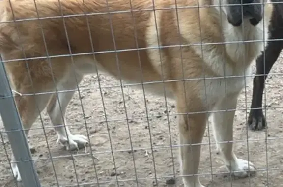 Lost Tan Dog Clyde: Floppy-Ear...