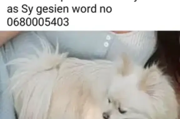 Missing dog Mokopane, photo: Missing Toypom: Stolen from Gardenia St