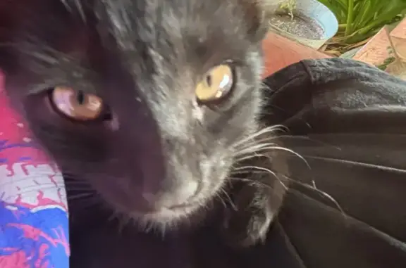 Lost Black Cat with Pink Collar in Riverside