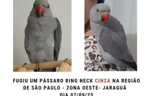 pássaro desaparecida