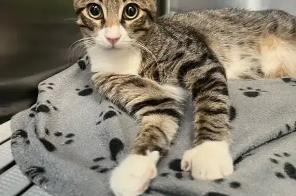 Chaton blessé trouvé à Nice, non pucé - photo