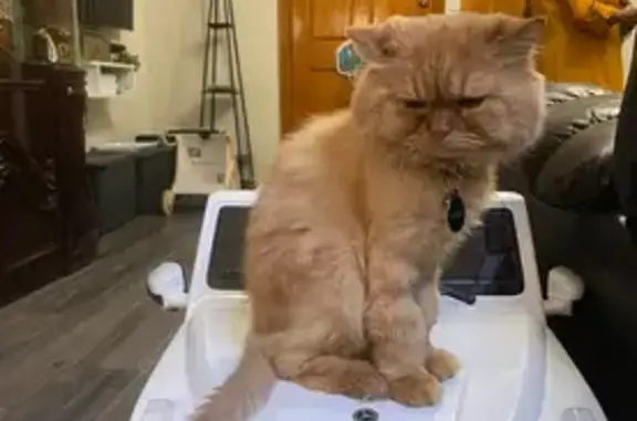 Lost Shaved Orange Cat: Wafi in NYC