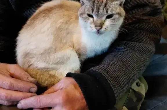 Siamoise tabby trouvée Rue du Pont - photo