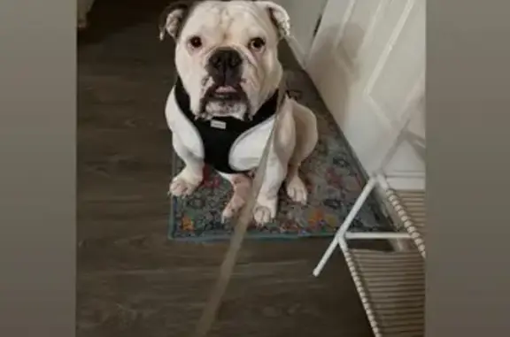 Lost White English Bulldog in...