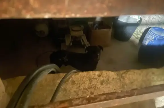 Chien trouvé , photo: Chien croisé coincé cave Failly Impasse Maix
