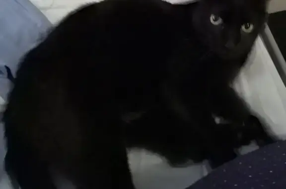 Animaux trouvés Auriol, photo: Chat noir trouvé à Auriol, quartier Glacière