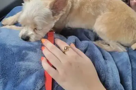 Found pets Coon Rapids, photo: Found: Small Tan Dog on 118th Ave NW