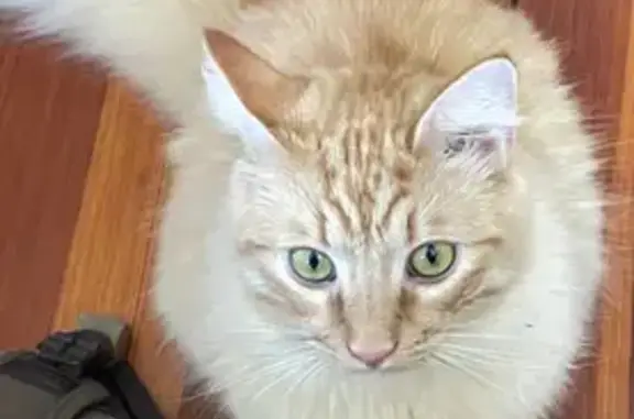 Lost Orange Tabby Cat - Somerv...