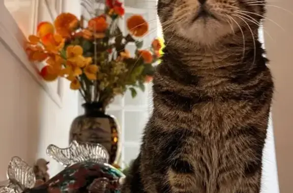 Chat perdu : Lonyx, mâle tigré, 10 ans - photo