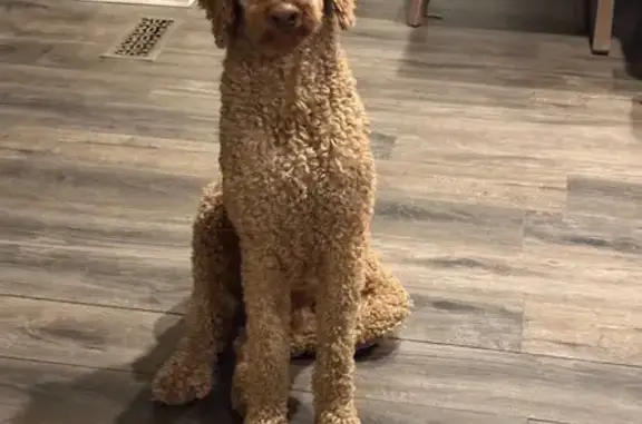Lost Dog: Brown Curls in Salt...