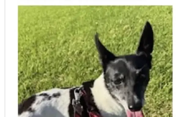 Lost Small Dog: Black & White in Tweed
