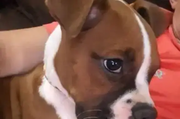 Lost Fancy Fawn Boxer Puppy in...