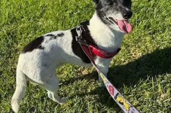 Lost Small Dog: Black & White in Tweed